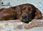 Chien